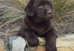 Labrador retriver čokoladni štenci