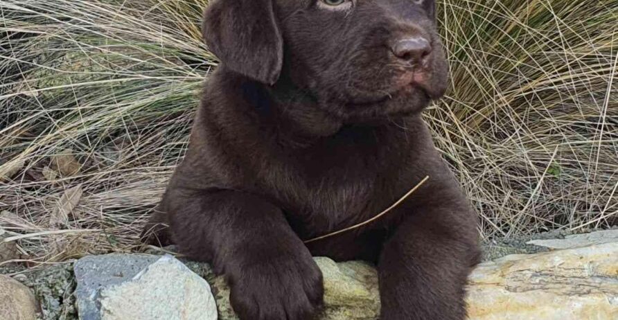 Labrador retriver čokoladni štenci