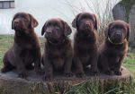 Labrador retriver čokoladni štenci