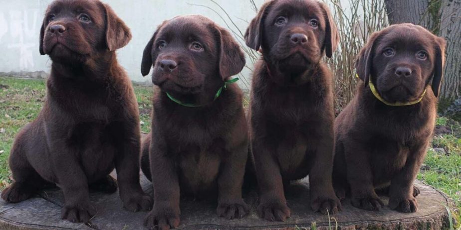 Labrador retriver čokoladni štenci