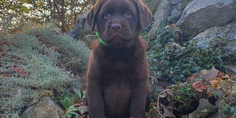 Labrador retriver čokoladni štenci