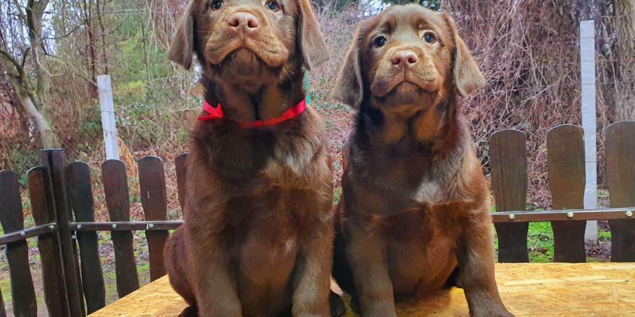 Labrador retriver čokoladni štenci