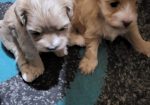 Mini Maltipoo štenci