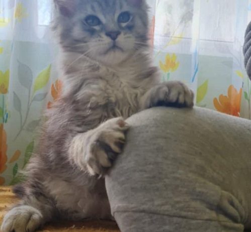 Maine Coon mačići