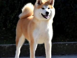 akita-inu-01