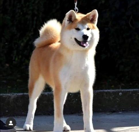 Akita Inu, ženka Aiko na poklon