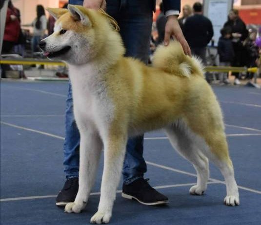 Akita Inu, ženka Aiko na poklon