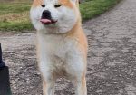 Akita Inu, ženka Aiko na poklon