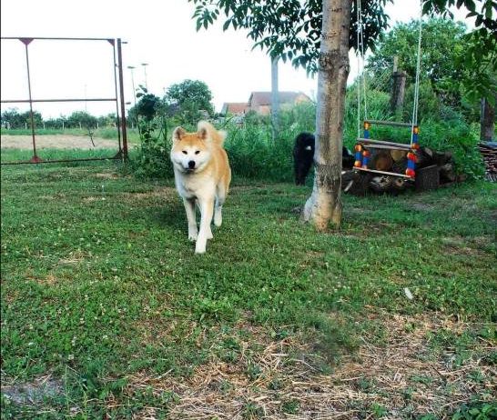 Akita Inu, ženka Aiko na poklon