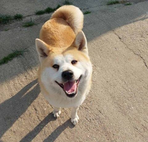 Akita Inu, ženka Aiko na poklon