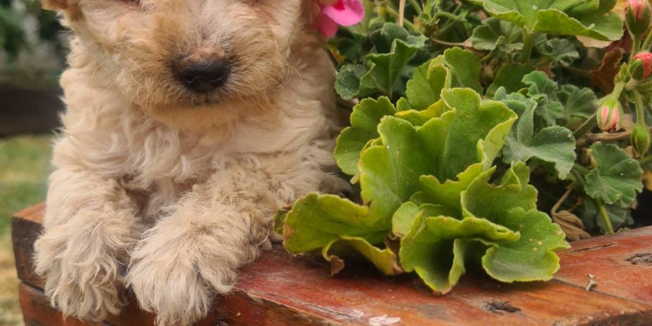 Labradoodle prelepi štenci