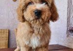 Labradoodle prelepi štenci