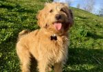 Labradoodle prelepi štenci