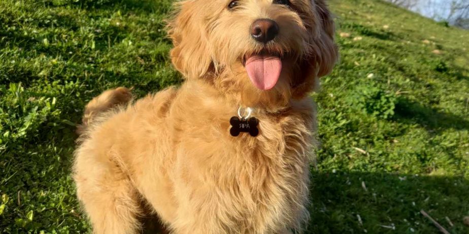 Labradoodle prelepi štenci