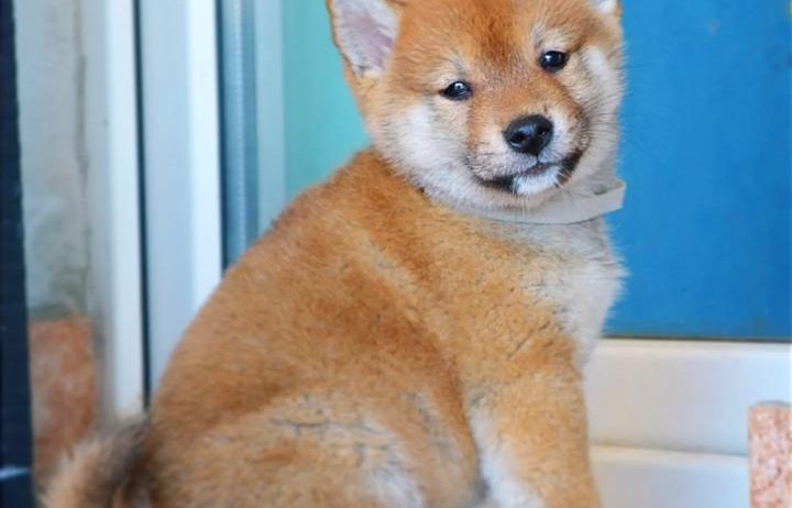 Shiba Inu štenci