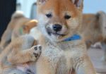 Shiba Inu štenci