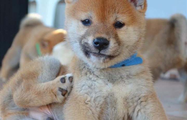 Shiba Inu štenci