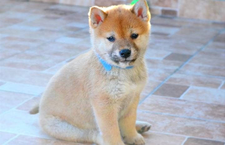 Shiba Inu štenci