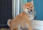 Shiba Inu štenci