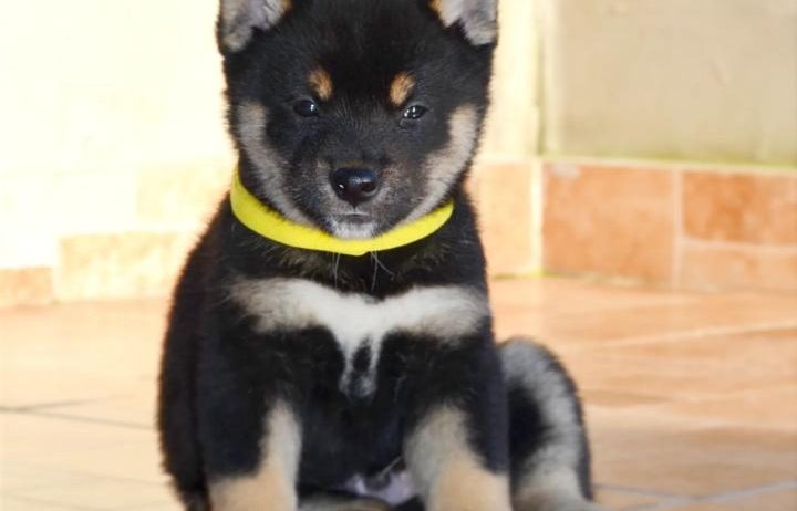 Shiba Inu štenci