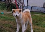 Japanska Akita štenci na prodaju