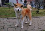 Japanska Akita štenci na prodaju