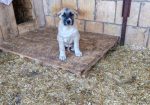 Turski kangal,prvobirano žensko štene