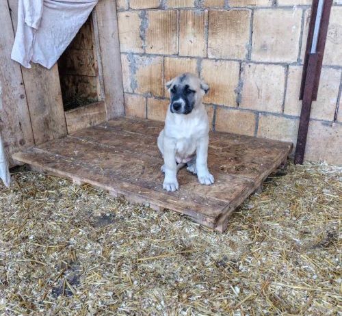 Turski kangal,prvobirano žensko štene