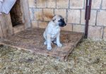 Turski kangal,prvobirano žensko štene