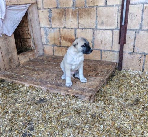 Turski kangal,prvobirano žensko štene