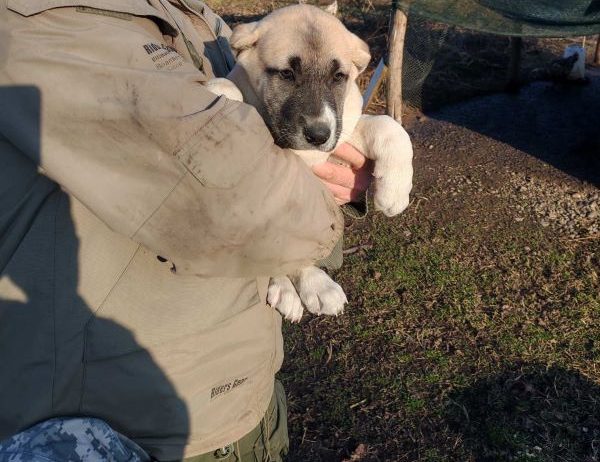 Turski kangal,prvobirano žensko štene