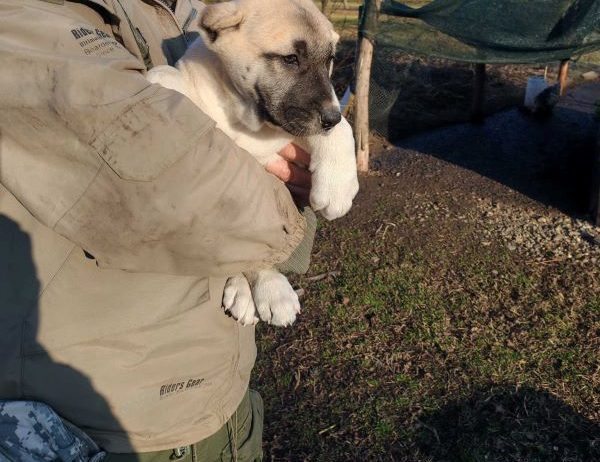 Turski kangal,prvobirano žensko štene