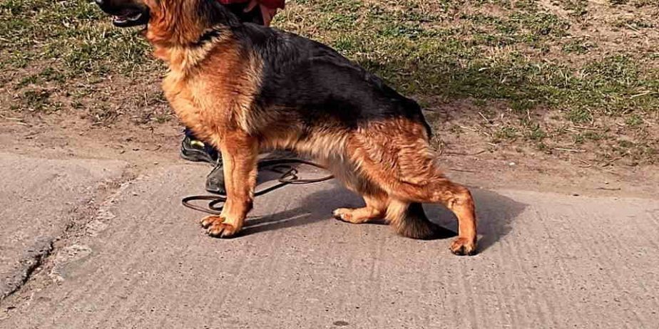 Prodajem stenad nemackog ovcar