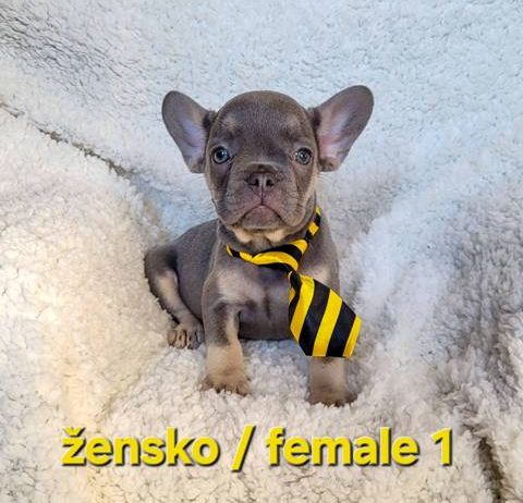 Francuski buldog, štenci egzotik boje