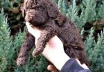 Lagotto Romagnolo štenci