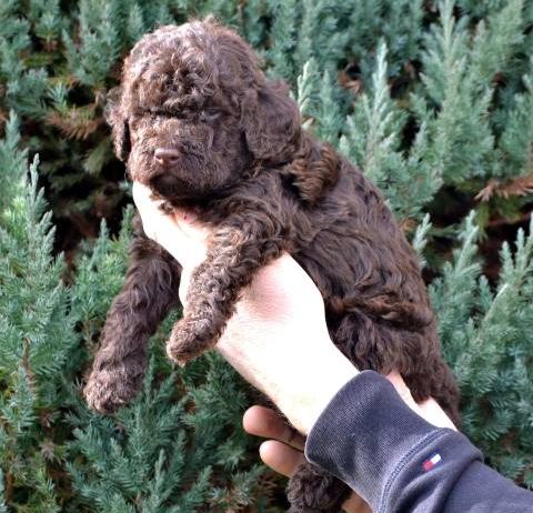 Lagotto Romagnolo štenci