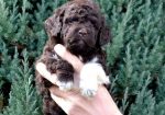 Lagotto Romagnolo štenci