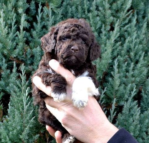 Lagotto Romagnolo štenci