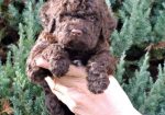 Lagotto Romagnolo štenci