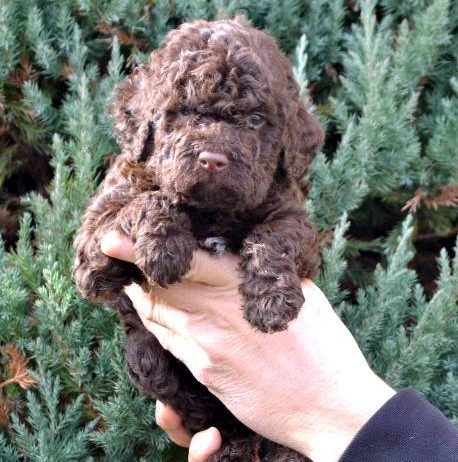 Lagotto Romagnolo štenci