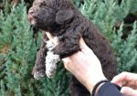 Lagotto Romagnolo štenci