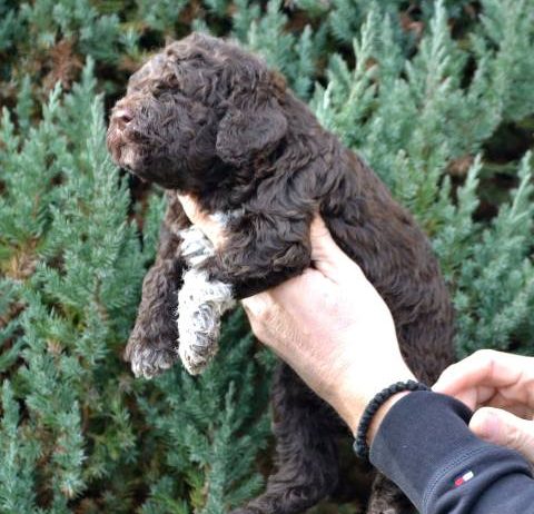 Lagotto Romagnolo štenci