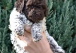 Lagotto Romagnolo štenci