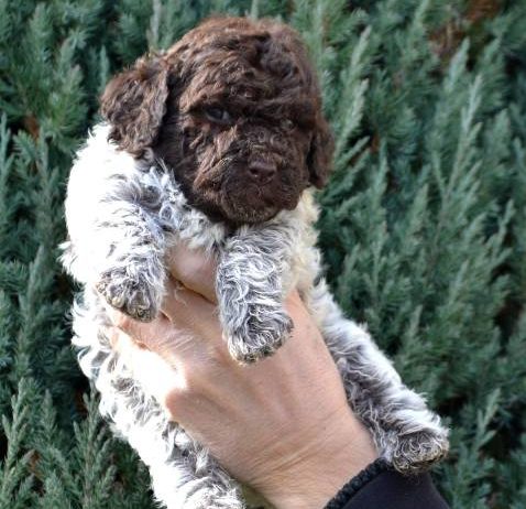 Lagotto Romagnolo štenci