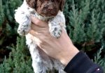 Lagotto Romagnolo štenci