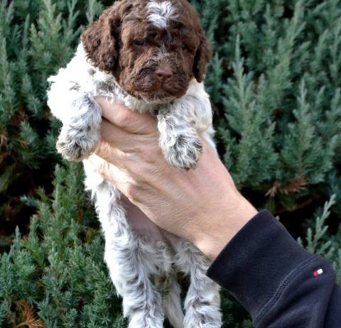 Lagotto Romagnolo štenci