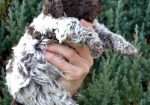 Lagotto Romagnolo štenci