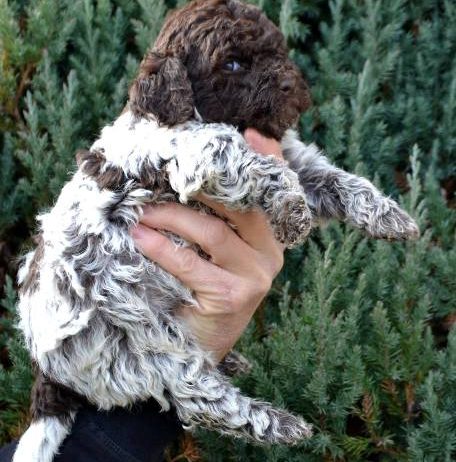 Lagotto Romagnolo štenci