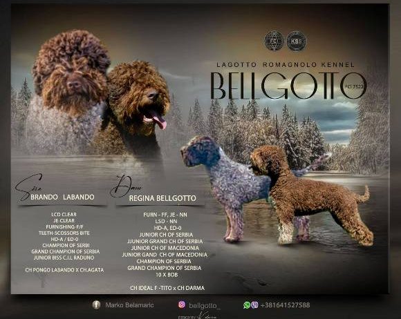 Lagotto Romagnolo štenci