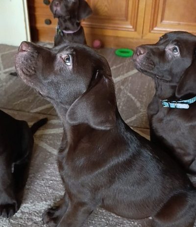 Labrador retriver braon štenci